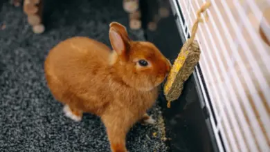 Králík jí blok s jitrocelem připevněný k kleci.