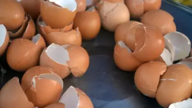 Rozbité skořápky vajec s krvavými skvrnami na tmavém podkladu.
