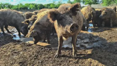 Skupina prasat plemene mangalica v blátě na venkovní chovu.