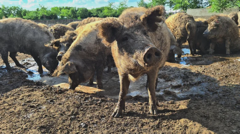 Skupina prasat plemene mangalica v blátě na venkovní chovu.