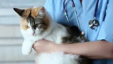 Veterinář drží kočku při vyšetření v ordinaci.