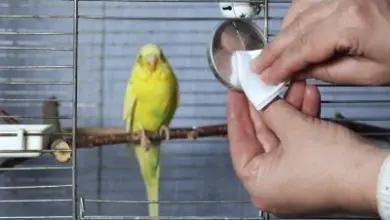 Ruce drží bílý papír před klecí s žlutým papouškem.