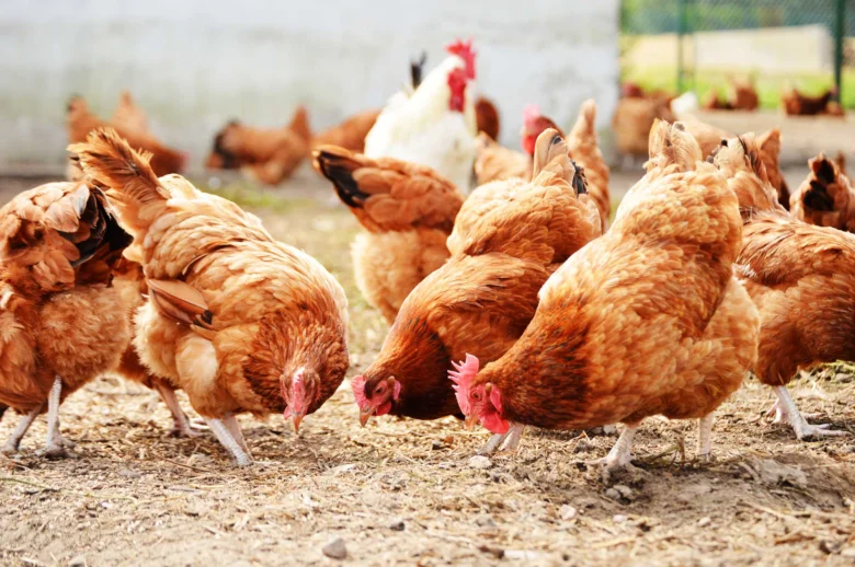 Skupina hnědých kuřat hledající potravu venku na farmě.