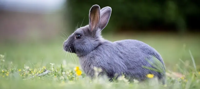 Šedý králík sedí na trávě s nakloněnou hlavou.