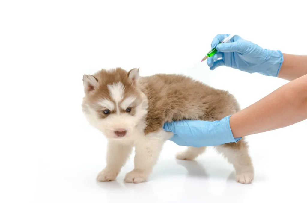 Malý pes dostává očkování od veterináře v rukavicích.