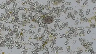 Mikroskopický pohled na oocysty kokcidie u zvířat.