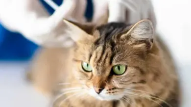 Kočka v ordinaci veterináře s rukama v gumových rukavicích.