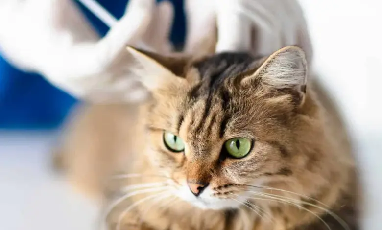 Kočka v ordinaci veterináře s rukama v gumových rukavicích.