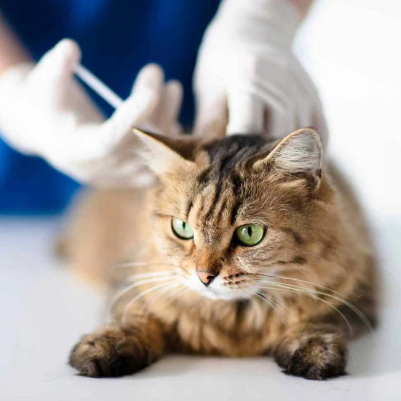 Kočka v ordinaci veterináře s rukama v gumových rukavicích.
