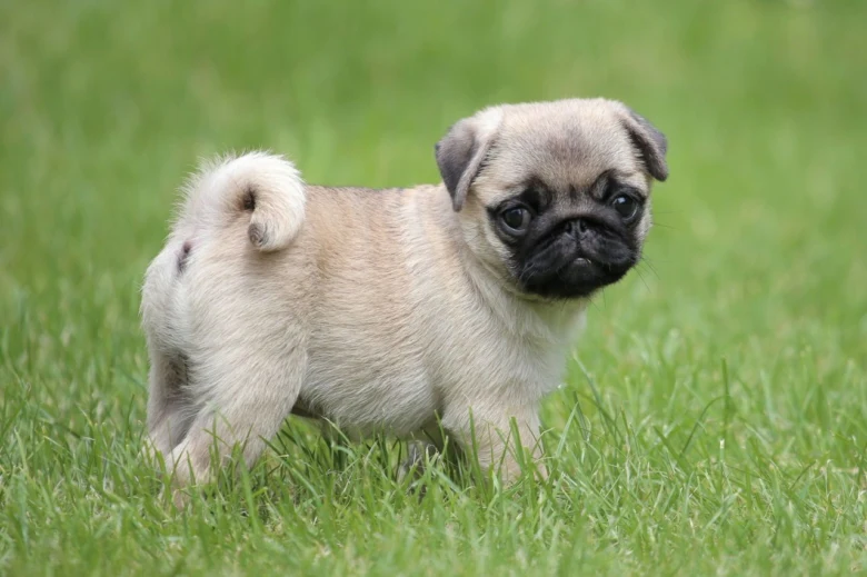 Malý mops štěně stojí na zelené trávě.