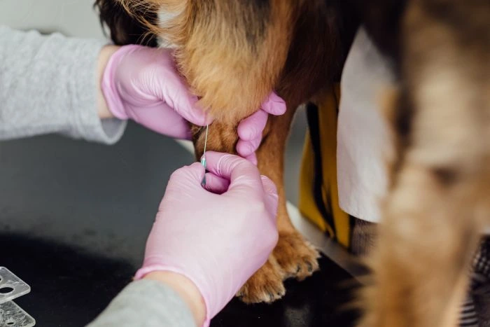 Veterinář odebírá krevní vzorek psu na předloktví.