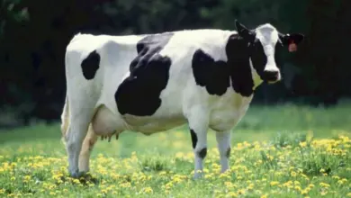 Černobílá holštýnská kráva stojí na louce s žlutými květy.