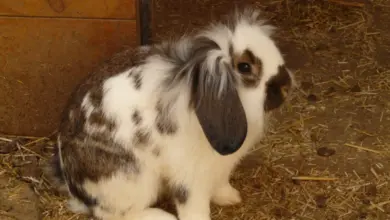 Bílý králík s hnědými skvrnami sedí na seně.