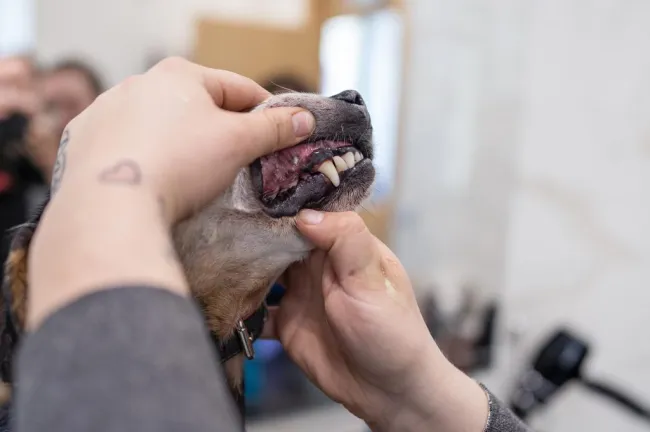Lékař zkoumá zuby psa při veterinárním vyšetření