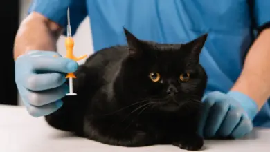 Černá kočka s veterinářem připravujícím se na čipování.