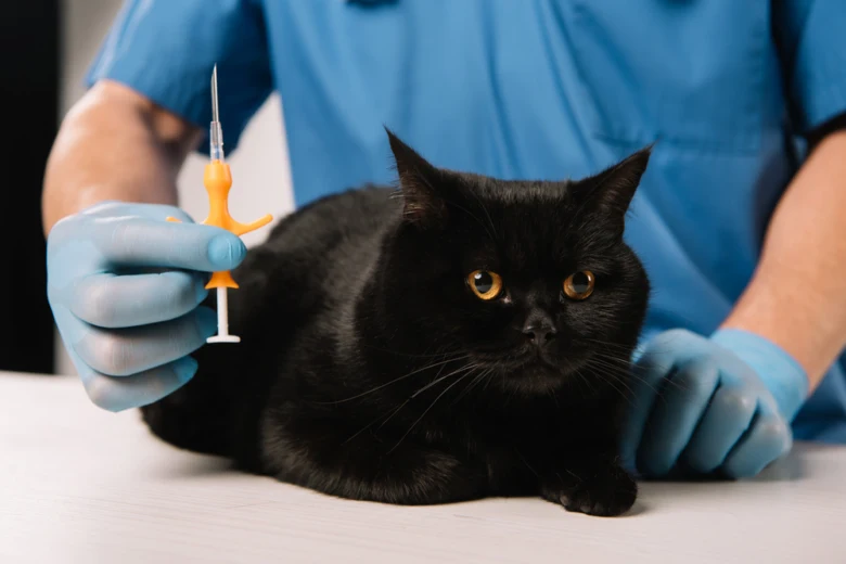 Černá kočka s veterinářem připravujícím se na čipování.