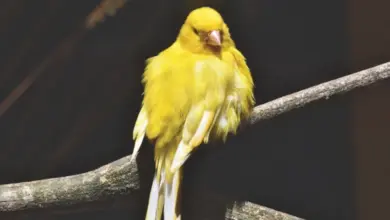 Žlutý kanárek sedící na větvi v přírodním prostředí.