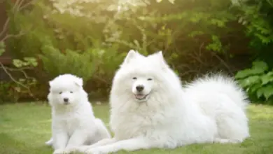 Dospělý samojed s štěnětem na trávníku v zahradě.