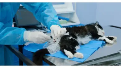 Veterinář podává injekci kočce během chemické kastrace.