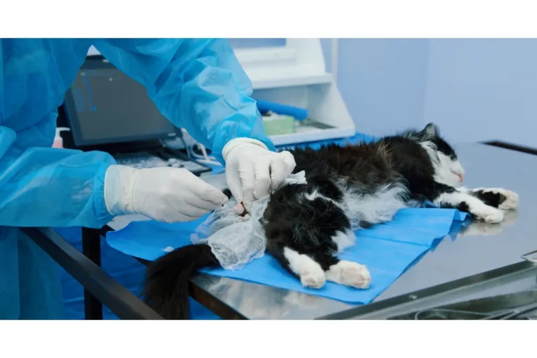 Veterinář podává injekci kočce během chemické kastrace.