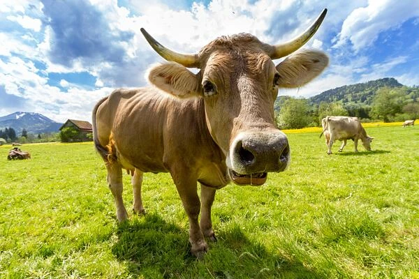 Hnědá kráva stojí na zelené trávě s dalšími kravami v pozadí.