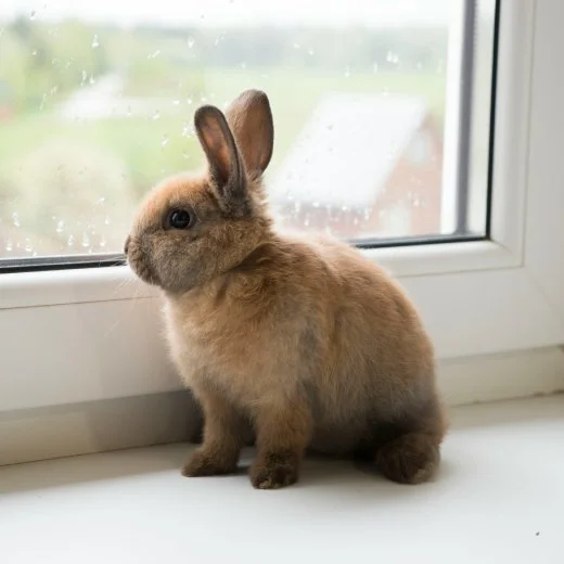 Malý hnědý králík sedí na parapetu u okna.