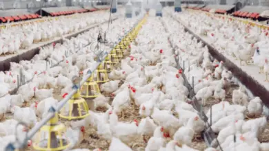 Vnitřní chov brojlerů v moderní farmě s mnoha kuřaty.