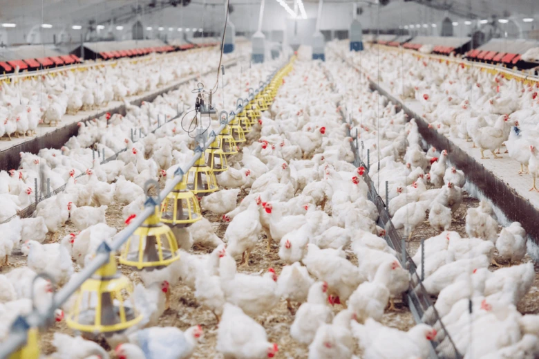 Vnitřní chov brojlerů v moderní farmě s mnoha kuřaty.