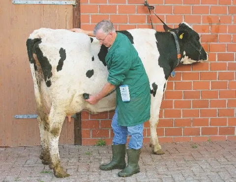 Farmař kontroluje krávu před dojením v chovném areálu.
