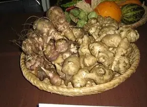 Košík s topinambury na stole vedle informační tabulky.