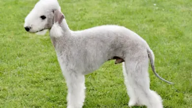 Bedlington teriér stojí na trávníku s upravenou srstí.