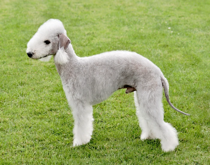 Bedlington teriér stojí na trávníku s upravenou srstí.