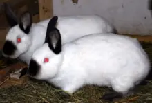 Dva bílí králíci s červenýma očima leží na seně.