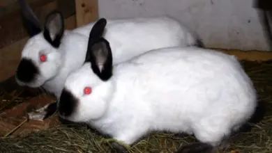 Dva bílí králíci s červenýma očima leží na seně.