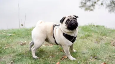 Mops v pase na trávníku u vody