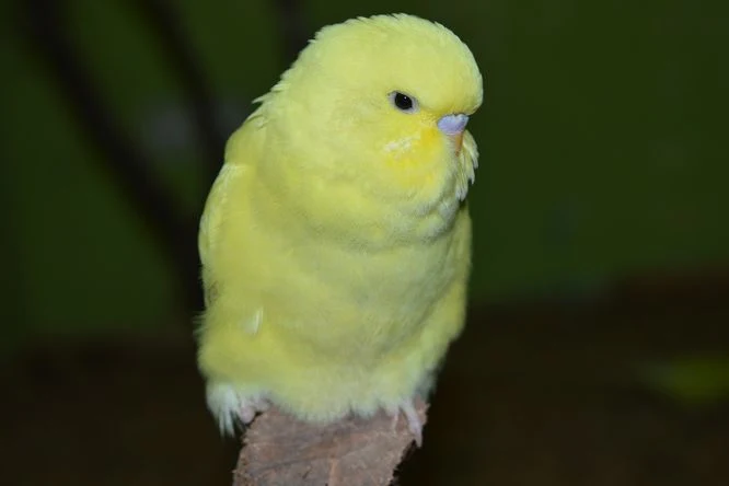Žlutá andulka sedící na větvi a upravená peří.