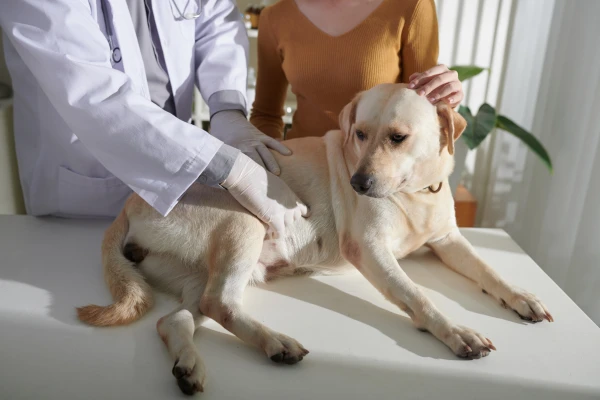 Veterinář vyšetřuje psa na klinice, zatímco majitel ho hladí.