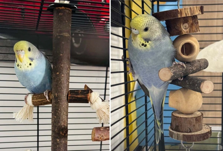 Budgie in cage with perches