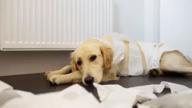 Zlatý retrívr leží na podlaze s průjmem, oblečený do bílé košile.