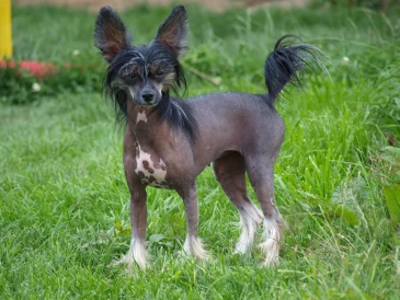 Chinese crested dog