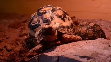 Dva želvy v teráriu s pískem podložkou