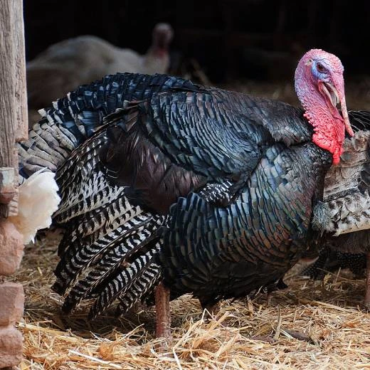 Dospělá krůta stojí v senném hnízdě na farmě.