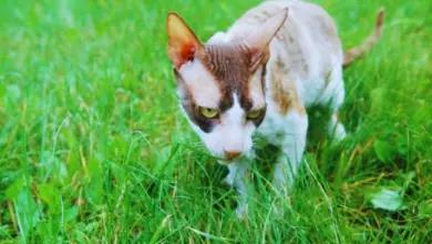 Devon Rex kočka s velkýma ušima na trávníku