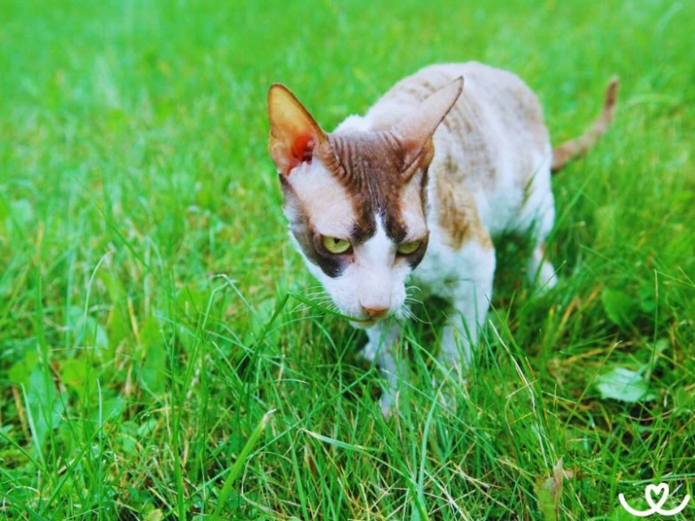 Devon Rex kočka s velkýma ušima na trávníku
