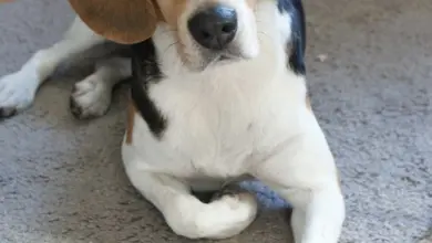 Beagle leží na koberci v interiéru.