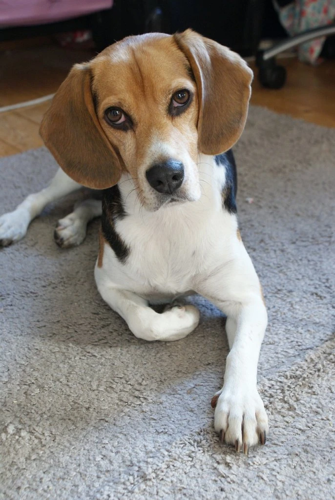 Beagle leží na koberci v interiéru.