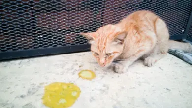 Oranžová kočka zvrací na podlaze po anestezii