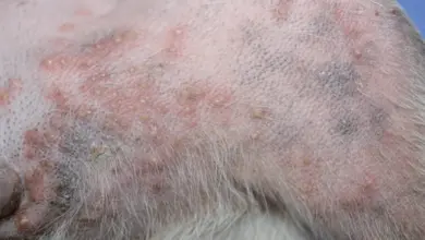 Příznaky pyodermy: zánětlivé pupínky a hnisavé léze na kůži.