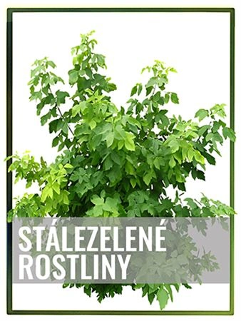Stálezelená rostlina na bílém pozadí s českým popiskem.