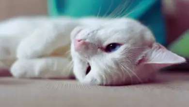 Bílá kočka s modrýma očima leží na povrchu.